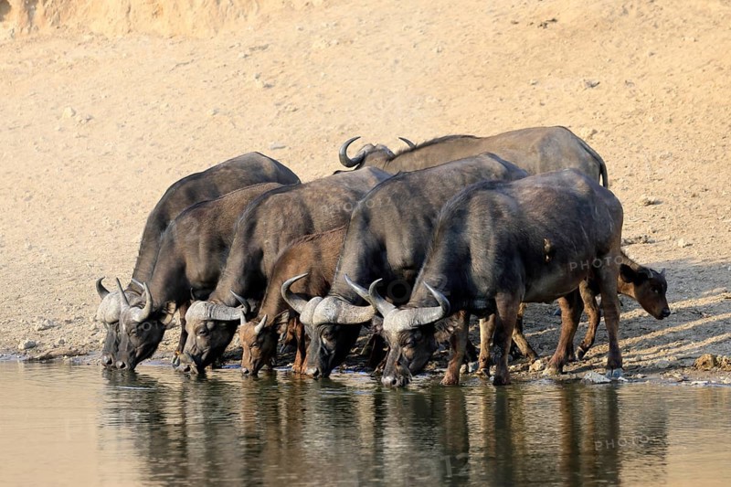 Cape buffalo (Syncerus caffer), adult, young animal, drinking, water, herd, Kruger, Kruger National Park, South Africa