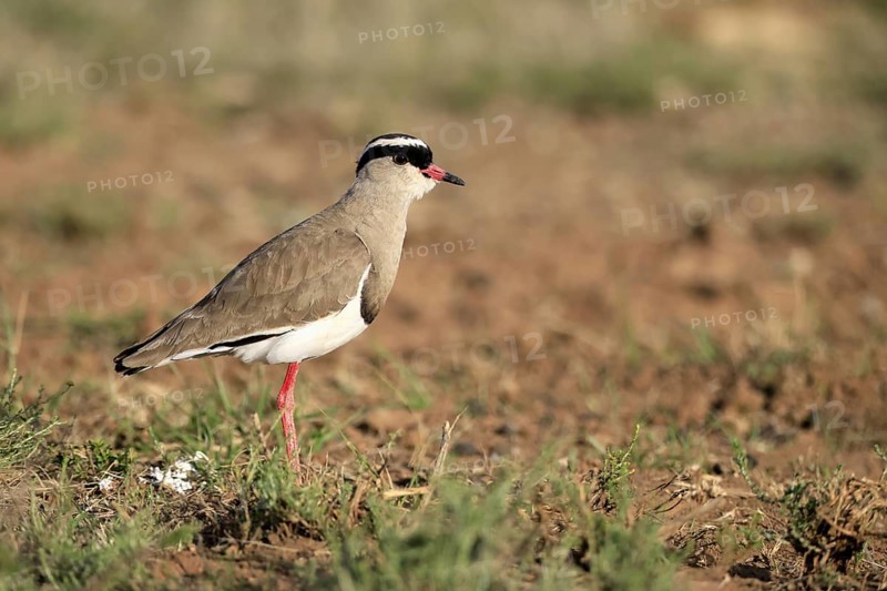 Crowned Lapwing (Vanellus coronatus) adult, vigilant, foraging, Mountain Zebra National Park, South Africa