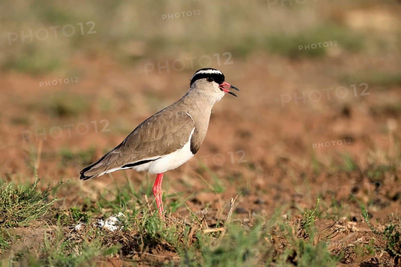 Crowned Lapwing (Vanellus coronatus) adult, alert, calling, Mountain Zebra National Park, South Africa