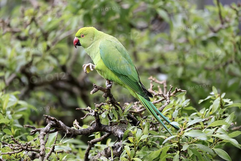 Collared Conure (Psittacula krameri), Alexander's Conure, adult, male, on tree, feeding, with food, Western Cape, South Africa