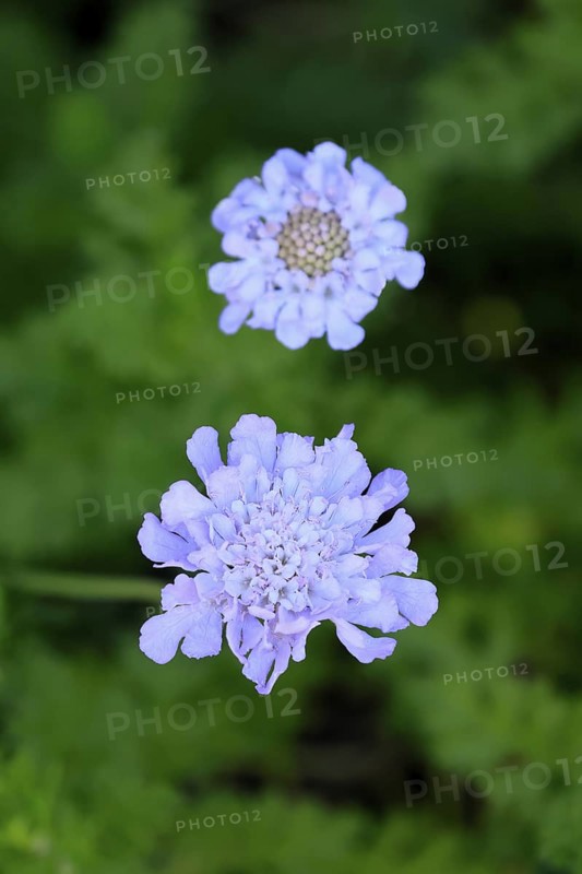 Scabiosa lucida, flower, in bloom, Kirstenbosch Botanical Gardens, Cape Town, South Africa