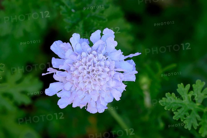Scabiosa lucida, flower, in bloom, Kirstenbosch Botanical Gardens, Cape Town, South Africa