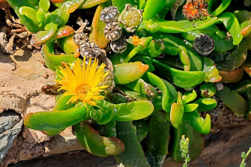 Tongue-leaf plant, succulent species, flower, flowering, yellow, Karoo Botanic Gardens, Worcester, Western Cape, South Africa