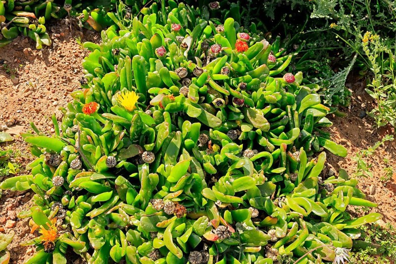 Glottiphyllum carnosum, succulent species, flowering, Karoo Botanic Gardens, Worcester, Western Cape, South Africa
