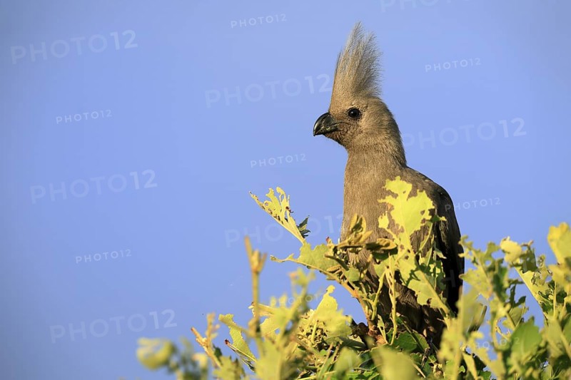 Grey Go-away-bird (Crinifer concolor), Grey Go-away-bird, adult, on tree, alert, portrait, Kruger, Kruger National Park, South Africa