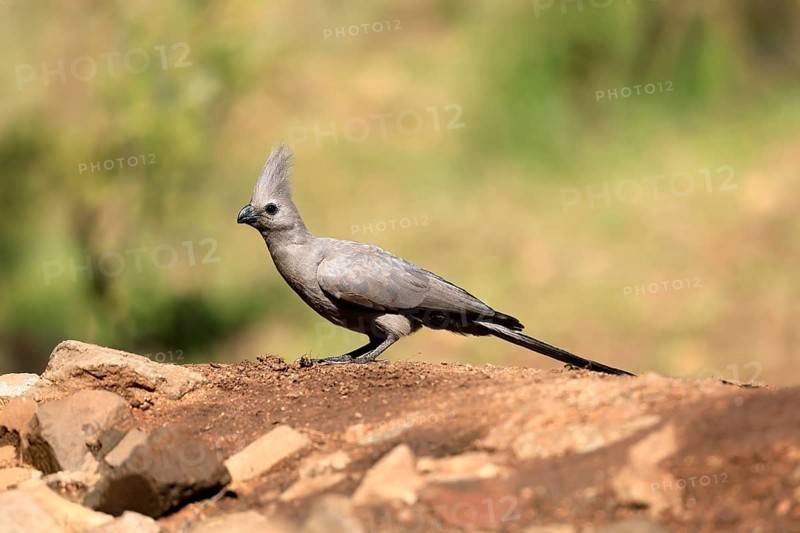 Grey Go-away-bird (Crinifer concolor), Grey Go-away-bird, adult, on ground, foraging, alert, Kruger, Kruger National Park, South Africa