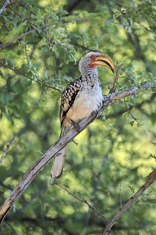 Southern Yellow-billed Hornbill (Tockus leucomelas), Red-ringed Hornbill, adult, on tree, alert, Kruger, Kruger National Park, South Africa