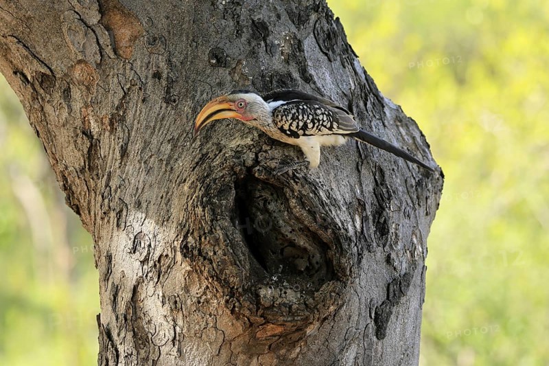 Southern Yellow-billed Hornbill (Tockus leucomelas), Red-ringed Hornbill, adult, male, at breeding den, alert, Kruger, Kruger National Park, South Africa