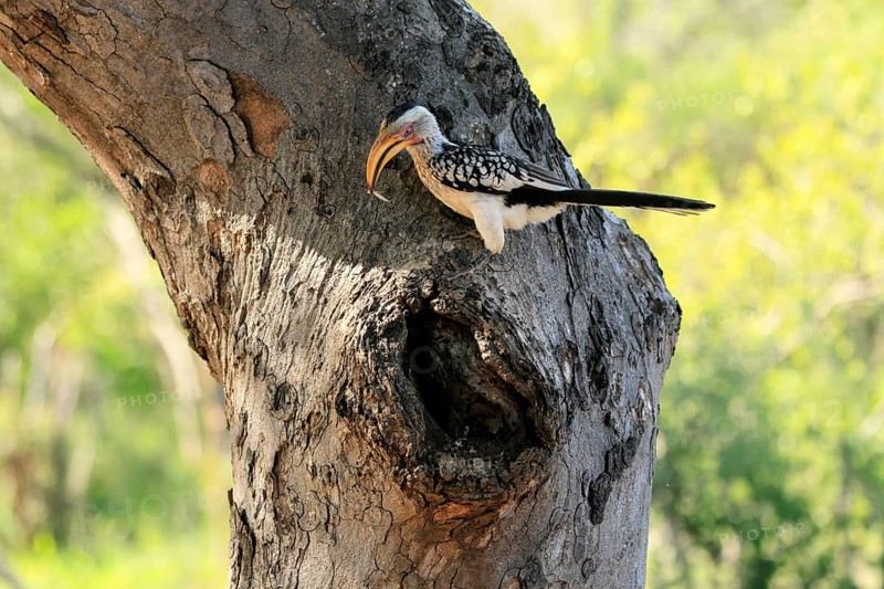 Southern Yellow-billed Hornbill (Tockus leucomelas), Red-ringed Hornbill, adult, male, at breeding den, with food, alert, Kruger, Kruger National Park, South Africa