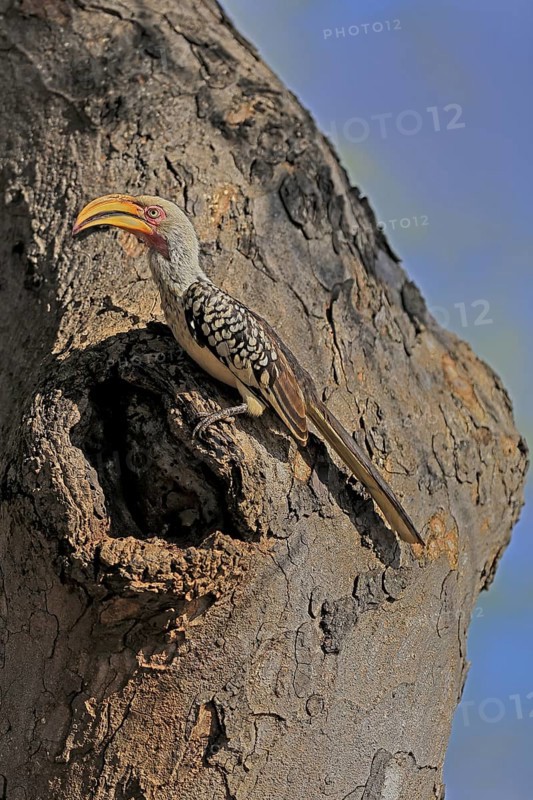 Southern Yellow-billed Hornbill (Tockus leucomelas), Red-ringed Hornbill, adult, male, at breeding den, alert, Kruger, Kruger National Park, South Africa