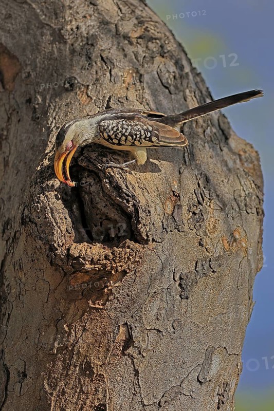 Southern Yellow-billed Hornbill (Tockus leucomelas), Red-ringed Hornbill, adult, male, at breeding den, with food, alert, Kruger, Kruger National Park, South Africa