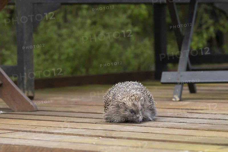 European hedgehog (Erinaceus europaeus) adult animal on wooden decking in an urban garden, England, United Kingdom