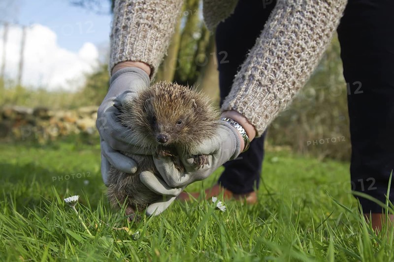 European hedgehog (Erinaceus europaeus) adult animal being released by a human in a spring time meadow, England, United Kingdom
