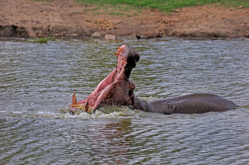 Hippopotamus (Hippopatamus amphibius), adult, in water, yawning, threatening, Kruger, Kruger National Park, South Africa