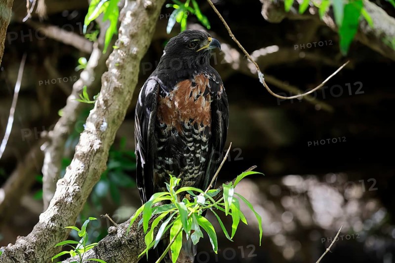 Rock Buzzard (Buteo rufofuscus), Jackal Buzzard, adult, on tree, perch, South Africa
