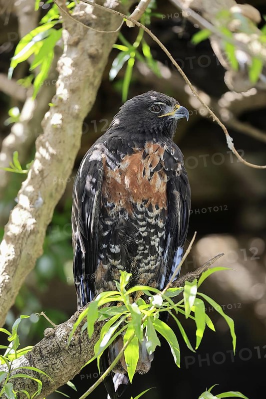 Rock Buzzard (Buteo rufofuscus), Jackal Buzzard, adult, on tree, perch, South Africa