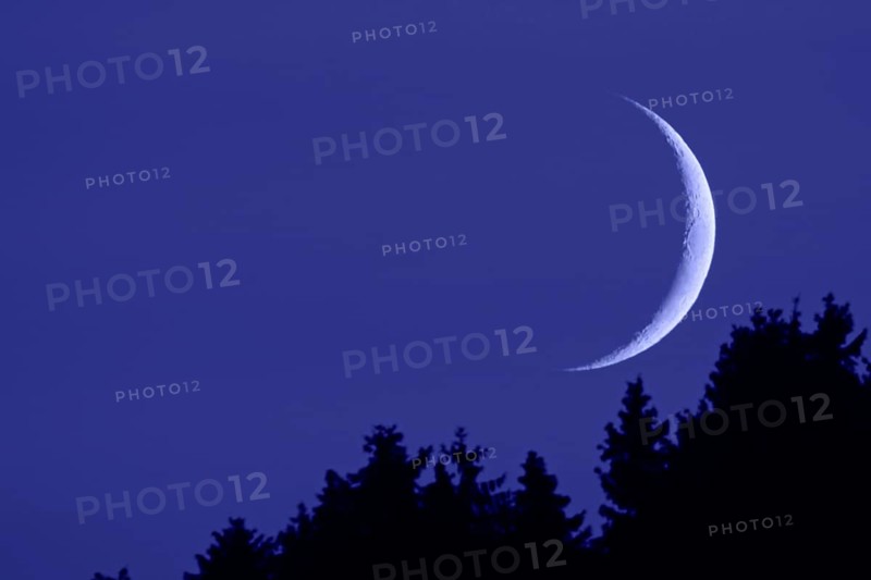 Crescent moon... Moon, new moon in the dark night sky above the tops of the fir trees, narrow, waxing moon in crescent shape above the tops of the fir trees, first quarter or waxing crescent, super telephoto, evening mood, night mood, blue hournature, Meerbusch, DÃ¼sseldorf, Rhineland, Lower Rhine, North Rhine-Westphalia, Germany, Western Europe