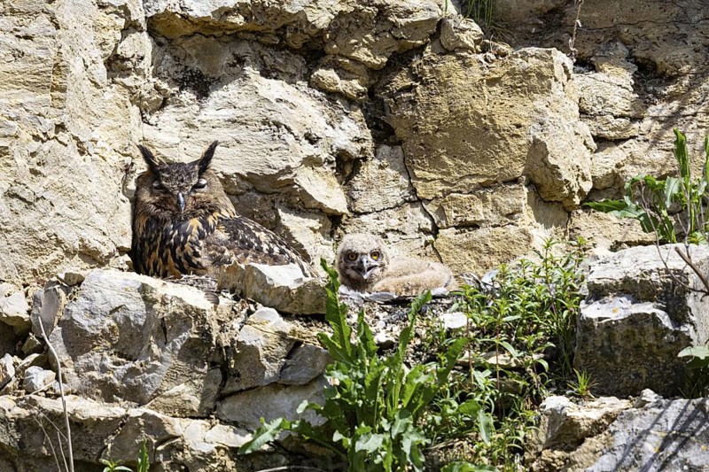 Eurasian Eagle-owl (Bubo bubo) adult bird at nest with chicks Germany
