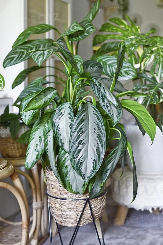 Tropical 'Aglaonema Silver Bay' houseplant with silver pattern in basket pot in boho style living room with many plants