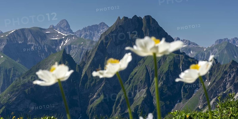 Mountain panorama with wood anemone (Anemone nemorosa) from Laufbacher-Eckweg to Höfats, 2259m, AllgÃ¤u Alps, AllgÃ¤u, Bavaria, Germany