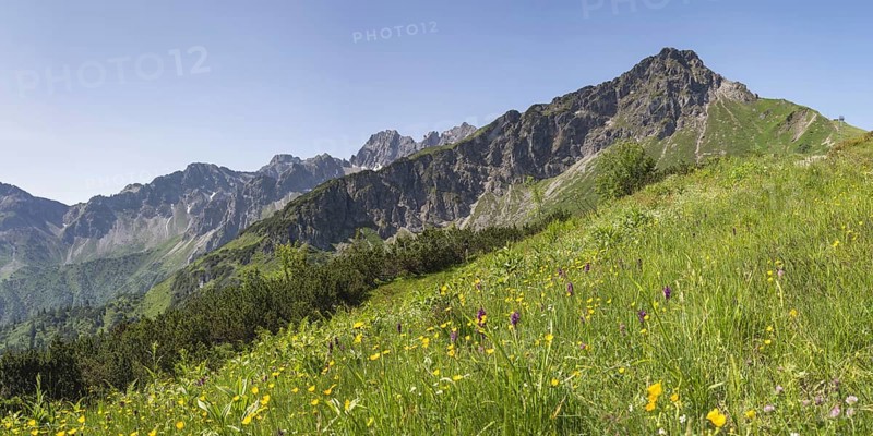 Panorama over a mountain flower meadow in front of the Kanzelwand, 2058m, border mountain in the AllgÃ¤u Alps, over which the border between Bavaria, Germany and Vorarlberg, Austria runs, AllgÃ¤u Alps, AllgÃ¤u, Bavaria, Germany