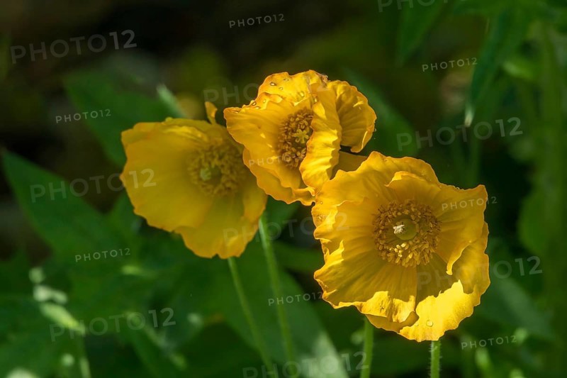 Yellow poppy, Iceland poppy (Papaver nudicaule), North Rhine-Westphalia, Germany