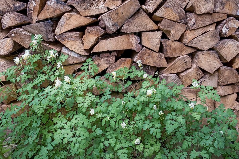 Yellowish-white corydalis (Corydalis ochroleuca), variety Pseudofumaria alba, in front of a pile of firewood, North Rhine-Westphalia, Germany