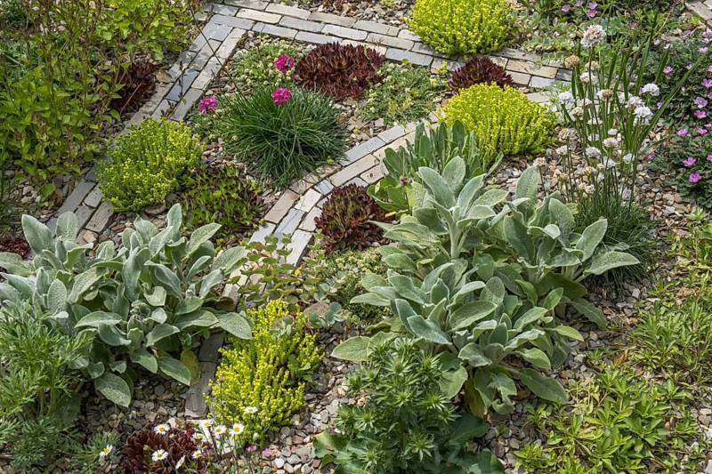 Gravel bed planted with various plants and flowers, North Rhine-Westphalia, Germany
