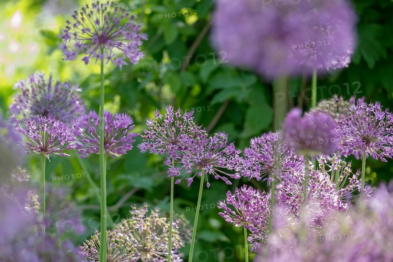 Allium blossom in the district educational garden, Burgsteinfurt, MÃ¼nsterland, North Rhine-Westphalia, Germany