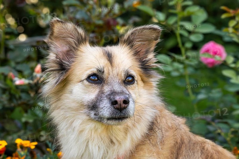 Light brown mixed-breed dog, medium-length coat, portrait, in the garden. Older dog, white muzzle. Germany