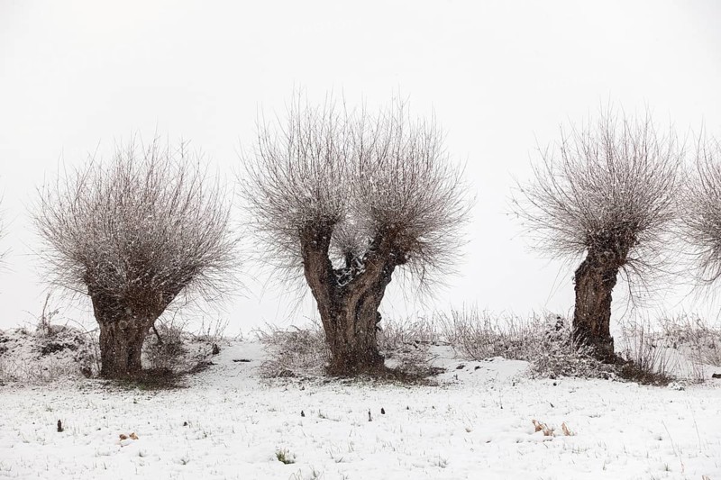 Gnarled Struwelpeter... old pollarded trees (Lower Rhine) in winter, Meerbusch, Ilvericher Altrheinschlinge, pollarded willows in the snow on the Lower Rhine, on the left bank of the Rhine between DÃ¼sseldorf and Meerbusch, landscapes in the snow, rare weather conditions in the Rhineland, Lower Rhine, North Rhine-Westphalia, Germany, Western Europe