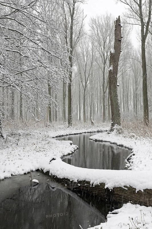 Sudden onset of winter, winter with snowfall in Meerbusch, Ilvericher Altrheinschlinge, small nature reserve with remnants of the riparian forest typical for the region on the Rhine, native nature, landscapes in the snow, rare weather conditions in the Rhineland, Lower Rhine, Meerbusch, North Rhine-Westphalia, Germany, Western Europe