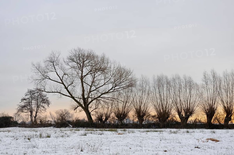 Just outside the Tor tor of DÃ¼sseldorf... Row of pollarded trees and copses (Ilvericher Altrheinschlinge, StrÃ¼mper Bruch), typical landscape on the Lower Rhine, small nature reserve in winter, native nature, landscapes in the snow, rare weather conditions in the Rhineland, Lower Rhine, Meerbusch, North Rhine-Westphalia, Germany, Western Europe