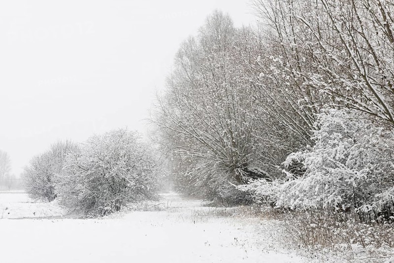 Onset of winter... Meerbusch (Rhineland) near DÃ¼sseldorf, snow-covered bushes and trees after a sudden onset of winter with heavy snowfall in North Rhine-Westphalia, local nature, landscapes in the snow, rare weather situation in the Rhineland, Lower Rhine, Meerbusch, North Rhine-Westphalia, Germany, Western Europe