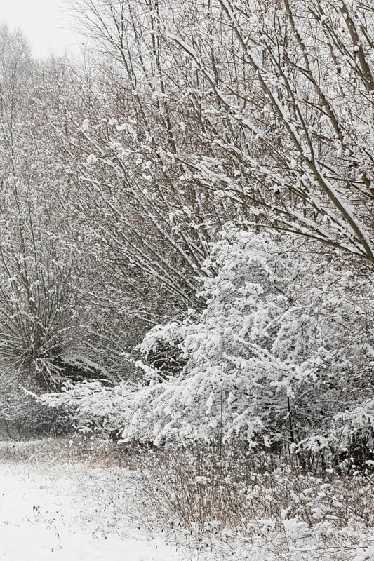 Onset of winter... Meerbusch (Rhineland) near DÃ¼sseldorf, snow-covered bushes and trees after a sudden onset of winter with heavy snowfall, local nature, landscapes in the snow, rare weather conditions in the Rhineland, Lower Rhine, Meerbusch, North Rhine-Westphalia, Germany, Western Europe
