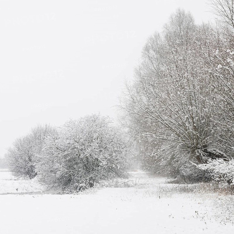 Onset of winter... Meerbusch (Rhineland) near DÃ¼sseldorf, snow-covered bushes and trees after a sudden onset of winter with heavy snowfall, local nature, landscapes in the snow, rare weather conditions in the Rhineland, Lower Rhine, Meerbusch, North Rhine-Westphalia, Germany, Western Europe