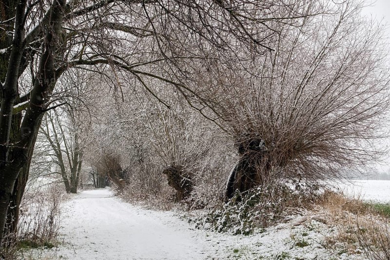 Winter walk in the snow past old gnarled pollarded trees, pollarded willows on the Lower Rhine, on the left bank of the Rhine between DÃ¼sseldorf and Meerbusch, Ilvericher Altrheinschlinge, native nature, rare weather conditions in the Rhineland, Lower Rhine, Meerbusch, North Rhine-Westphalia, Germany, Western Europe