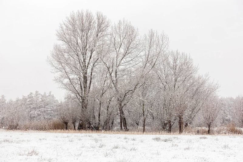 Winter landscape on the Lower Rhine, during snowfall, old gnarled pollarded trees and tall poplars are typical, landscapes in the snow, rare weather conditions in the Rhineland, Lower Rhine, Meerbusch, North Rhine-Westphalia, Germany, Western Europe