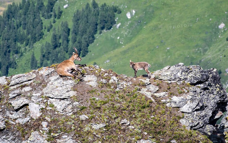Alpine ibex (Capra ibex) mother and young at the summit of Mont Blana, Hérménence, Valais Alps, Valais, Switzerland