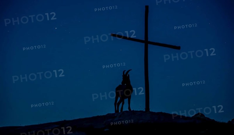 Alpine ibex (Capra ibex) silhouette at night next to a summit cross in front of a starry sky, Valais Alps, Valais, Switzerland