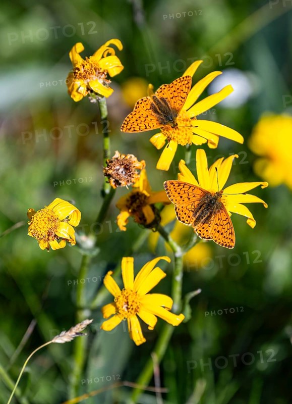 Pearl-bordered Fritillary, Butterfly (Argynnini), Switzerland