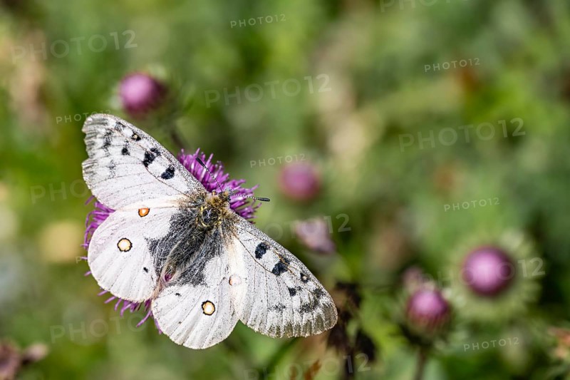 Red Apollo, butterfly on flower in meadow, Switzerland