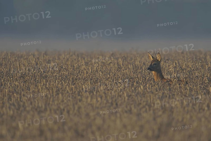 In the field... Roe deer (Capreolus capreolus), young roebuck, sparrowhawk looking up from the grain in the early morning, looking over a wide grain field, native nature, Meerbusch, Lower Rhine, Rhineland, North Rhine-Westphalia, Germany, Western Europe