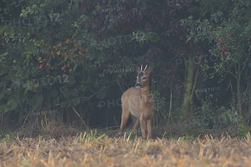 At the edge of a field... Roe deer (Capreolus capreolus), young roebuck, spike cautiously leaves its stand in a hedge early in the morning, moves to a stubble field, looks around, eyes suspiciously, native nature, Meerbusch, Lower Rhine, Rhineland, North Rhine-Westphalia, Germany, Western Europe
