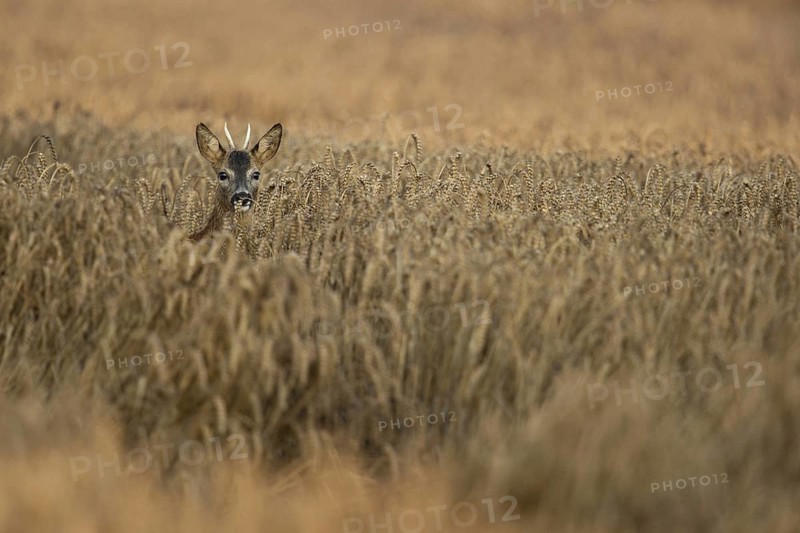 In the wheat field... Roe deer (Capreolus capreolus), young roebuck, spike looks out of a ripe wheat field with raised head, hiding, typical observation in late summer, ripe grain offers cover and food, native nature, Meerbusch, Lower Rhine, Rhineland, North Rhine-Westphalia, Germany, Western Europe