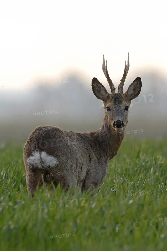 Roe deer (Capreolus capreolus), capital roebuck with beautiful antlers, antlers, long, high antlers, six-headed, standing in a young grain field, rear view, looking around, early, clear soft morning light, native nature, Meerbusch, Lower Rhine, Rhineland, North Rhine-Westphalia, Germany, Western Europe
