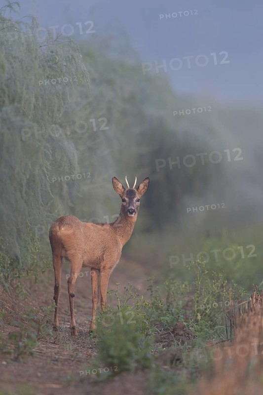 When the asparagus shoots... Roebuck (Capreolus capreolus), roe deer, young buck, spike in summer at the edge of an asparagus field, early in the morning in light fog at the beginning of a beautiful summer day, local nature, Meerbusch, Lower Rhine, Rhineland, North Rhine-Westphalia, Germany, Western Europe