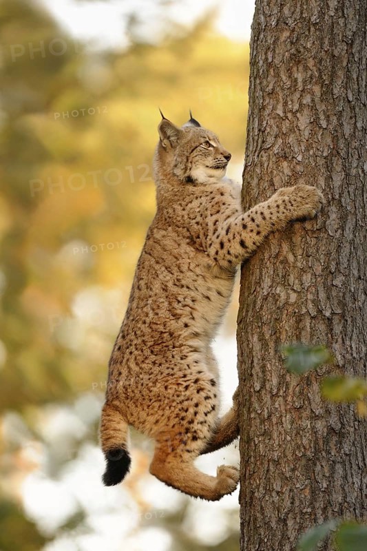 Skilful climbers... Eurasian lynx (Lynx lynx), wild cat skilfully climbing up a vertical tree trunk, autumnal surroundings, harmonious colours, golden October, detailed shot, clear light, captive, native nature, Germany, Western Europe