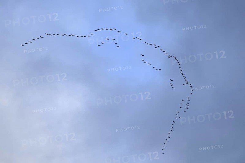 Cranes, grey cranes (Grus grus), crane migration, return of the cranes, cranes flying over, large flock of cranes, heralds of spring, large flock in flight, bird migration, typical flight formation in the sky, cranes returning, flying over Germany, bird migration in spring and autumn, native wildlife, native nature, Sauerland, North Rhine-Westphalia, Germany, Western Europe