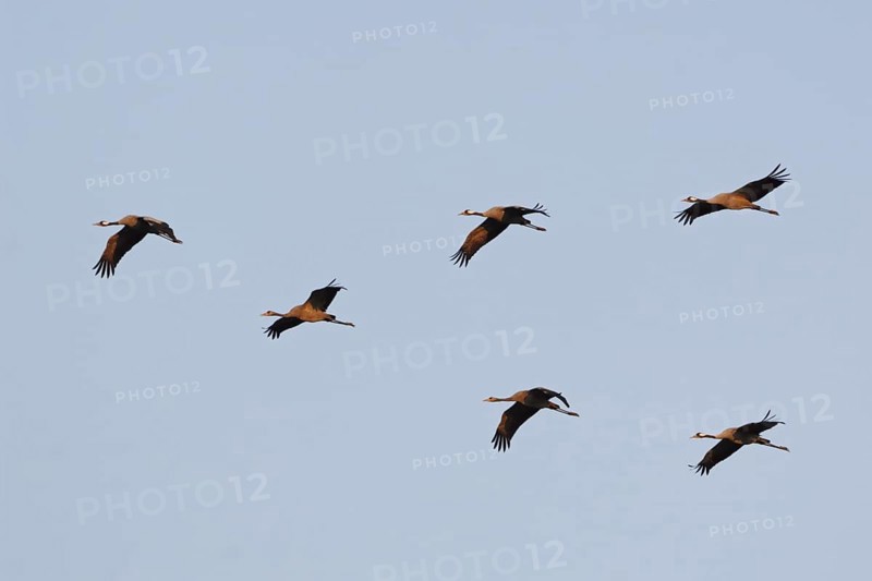 Birds of happiness... Cranes (Grus grus), small flock of cranes in the sky in the evening light, including juveniles and adults, young birds in the lower row in the middle, adult bird leads the flock, adult birds also fly at the end of the formation, crane migration in autumn, wildlife, native nature, Mecklenburg-Western Pomerania, Germany, Eastern Germany, Western Europe
